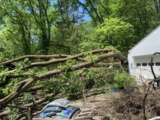 Keep it Clean Tree Service Logo