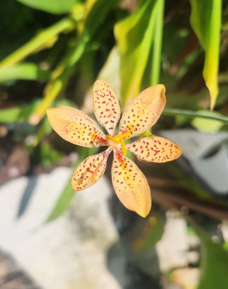 Local landscape installation experts serving Vero Beach, FL - Keep It Clipped Landscaping & Home Services