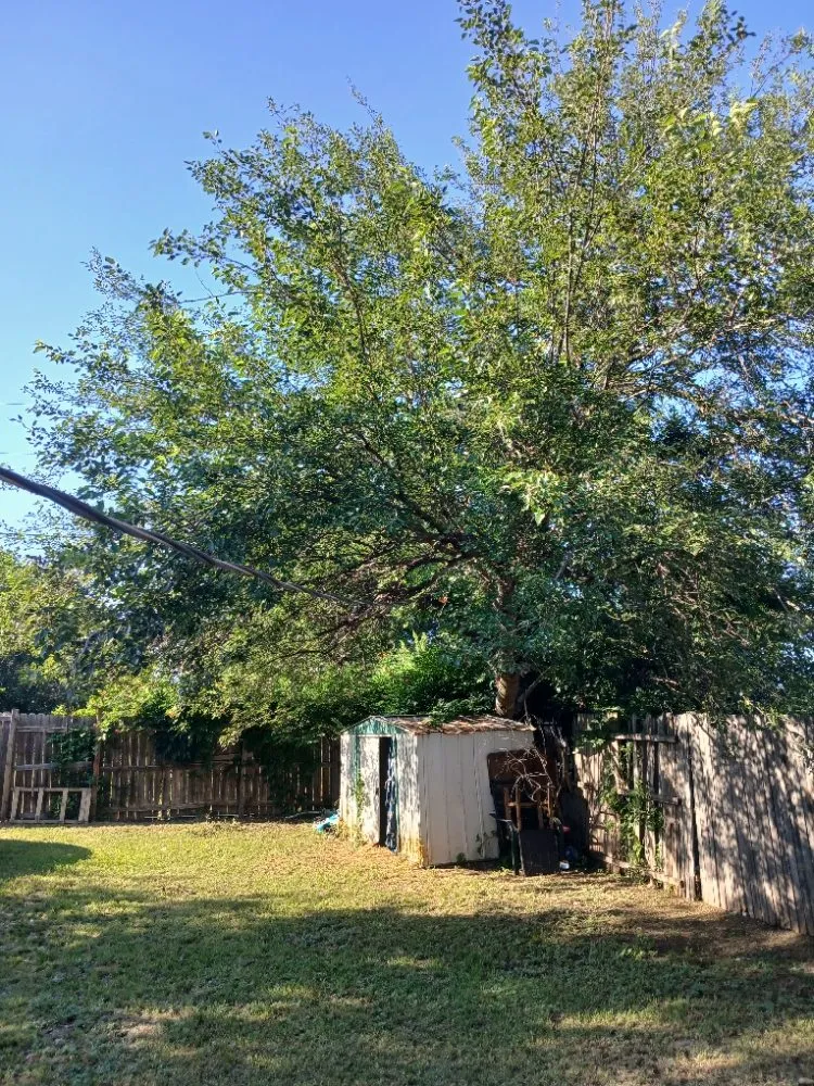 Affordable yard cleanup service in Lawton, OK by Keep It Pushing Lawn care & Tree service