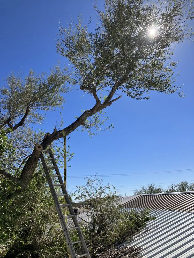 Local garden landscaping experts serving Odessa, TX - Keep Odessa Green