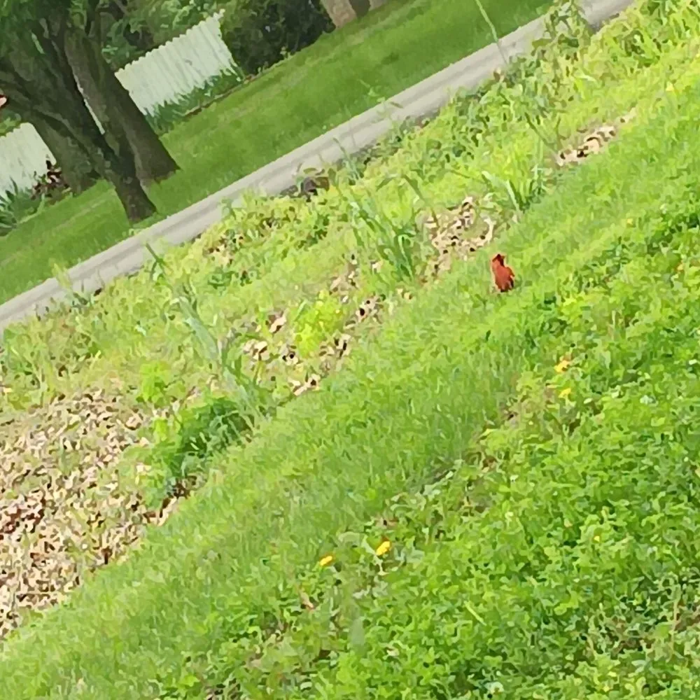 Affordable landscaping services for year-round maintenance across Chaffee, MO - Keeper of the Greens