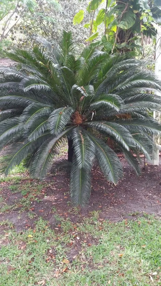 Local lawn mowing service for outdoor upgrades in Mount Dora, FL by Keepin On The Green Lawn Service