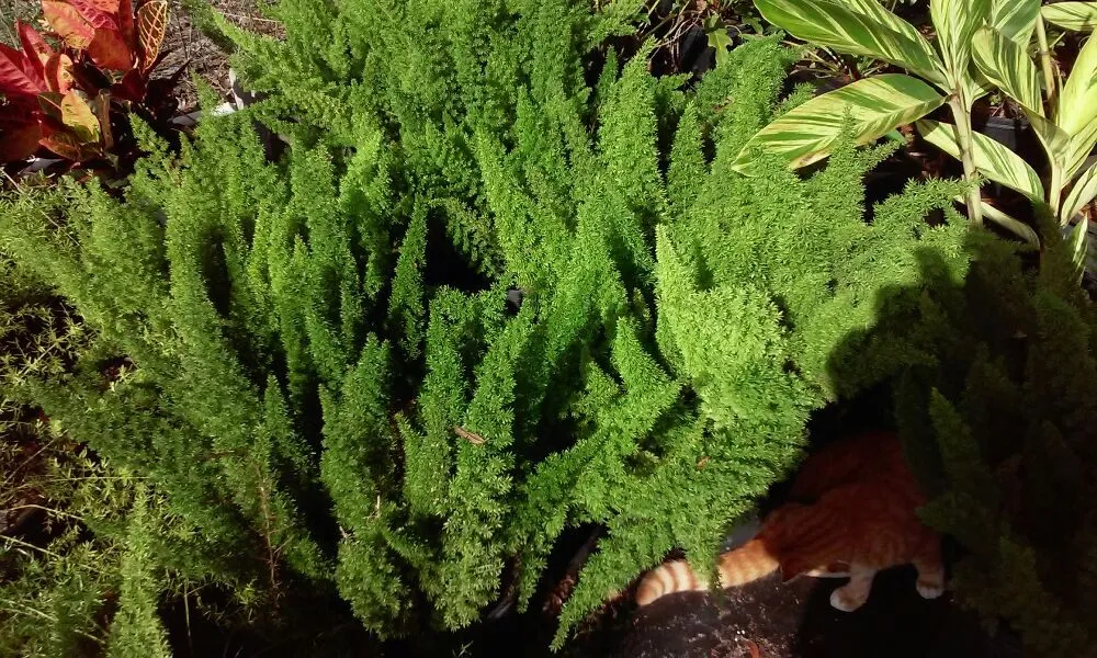 Trusted landscape installation with custom design across Mount Dora, FL - Keepin On The Green Lawn Service