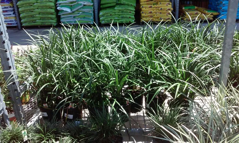 Custom landscape installation experts serving Mount Dora, FL - Keepin On The Green Lawn Service