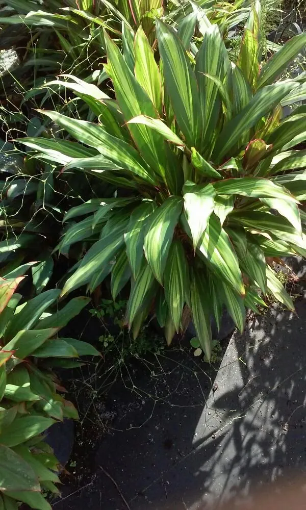 Top-rated garden landscaping with custom design across Mount Dora, FL - Keepin On The Green Lawn Service