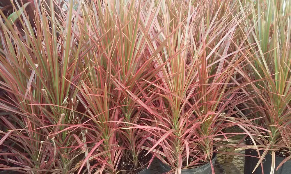 Local lawn mowing service for year-round maintenance across Mount Dora, FL - Keepin On The Green Lawn Service