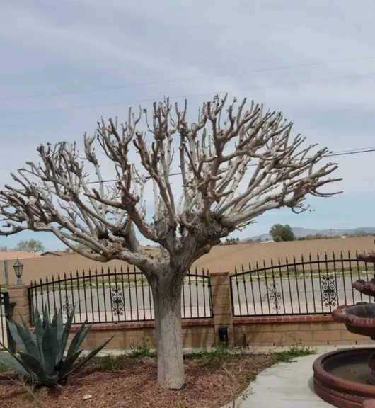 Expert garden landscaping near you in Hesperia, CA by Keeping Ground