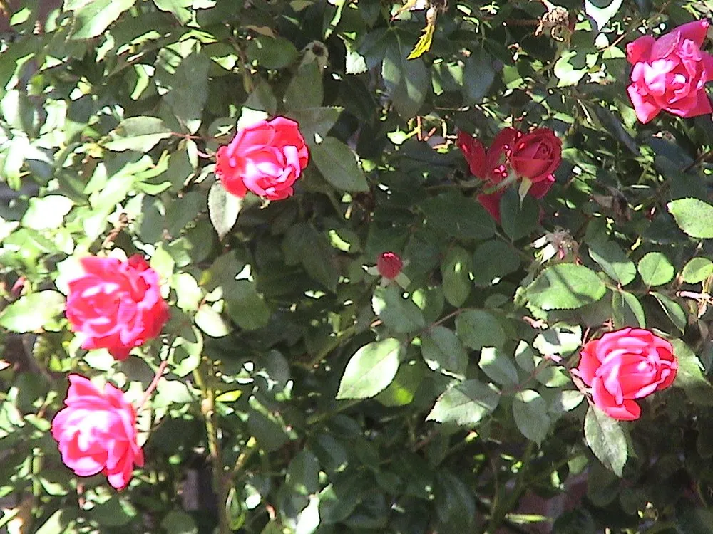 Custom residential landscaping in Statesville, NC - Keeping It Clean