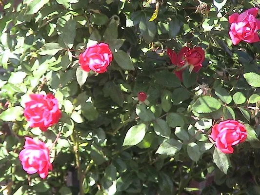 Keeping It Clean Logo