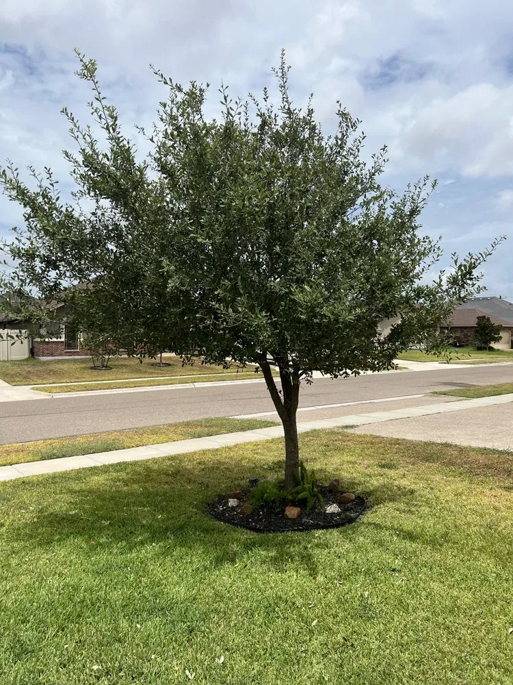 Trusted lawn care service in Corpus Christi, TX - Keeping It Green