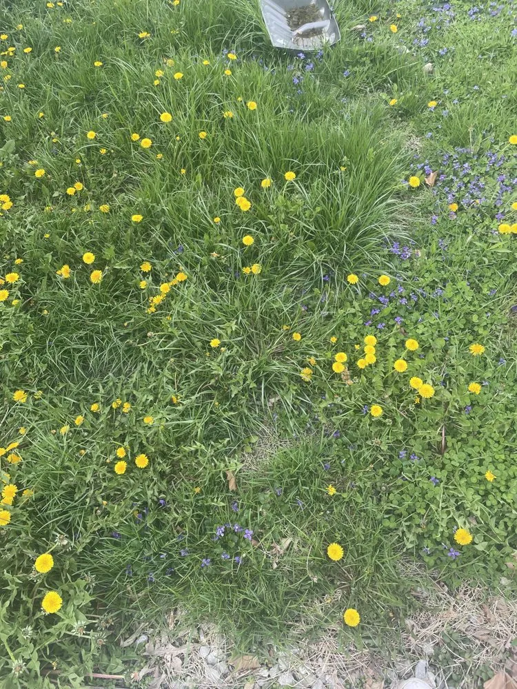 Local yard maintenance for outdoor upgrades in Indianapolis, IN by Keeping It Green