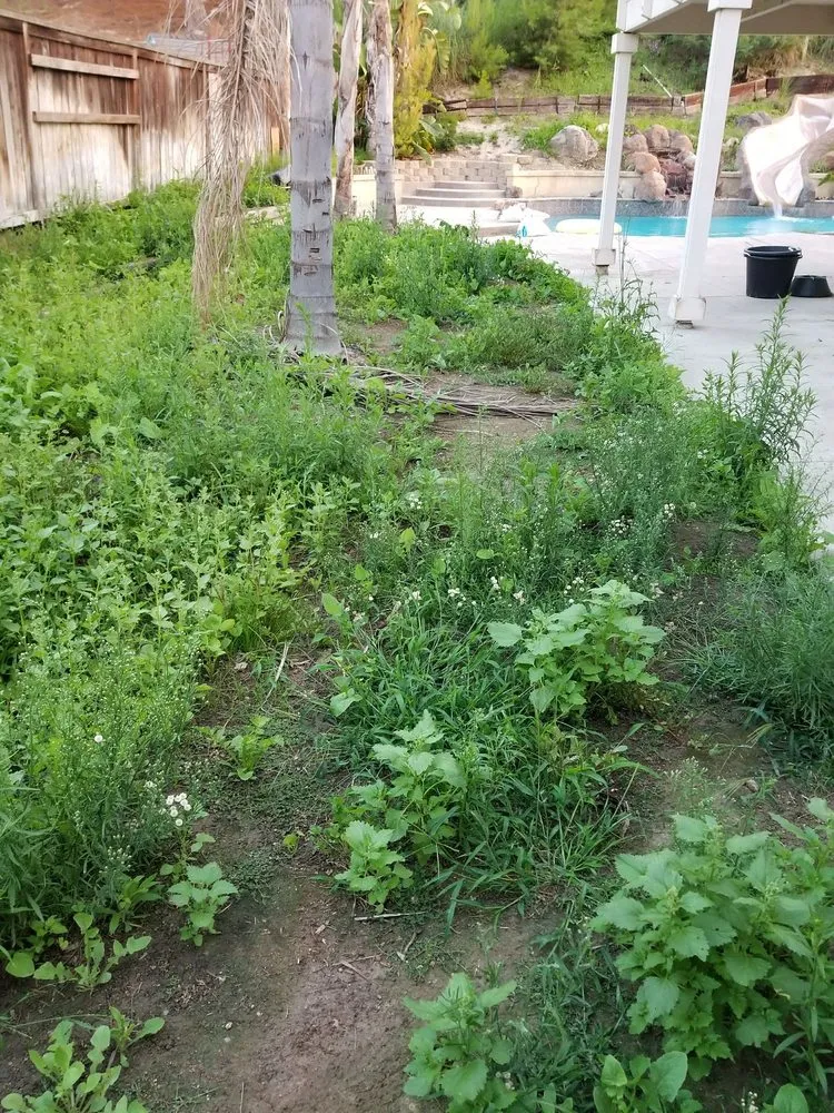 Trusted yard maintenance in San Diego, CA - Keeping it Green Landscape