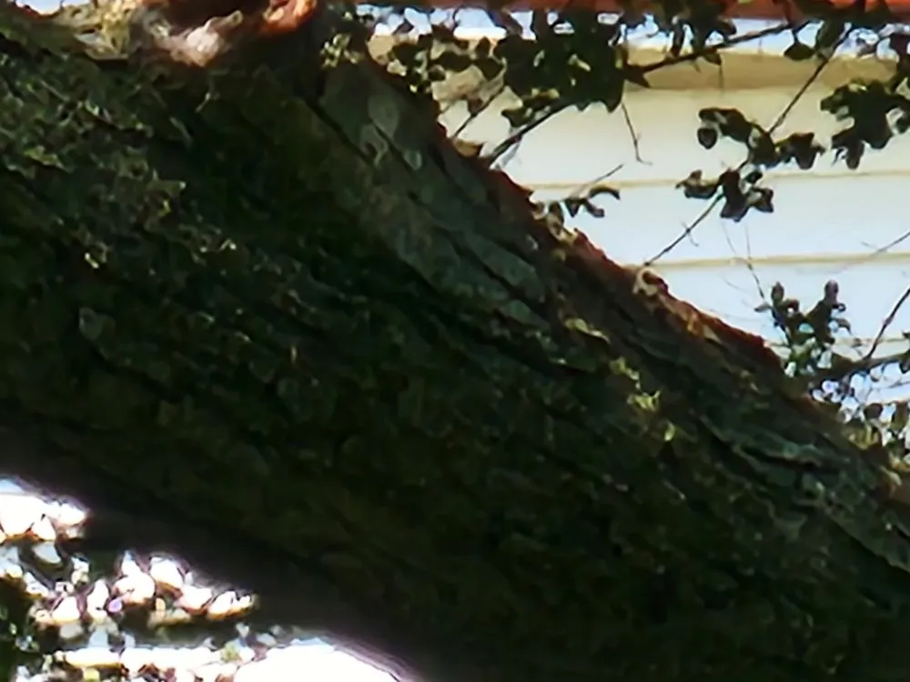 Expert lawn care service experts serving Kenton, TN - Keeping It Reel