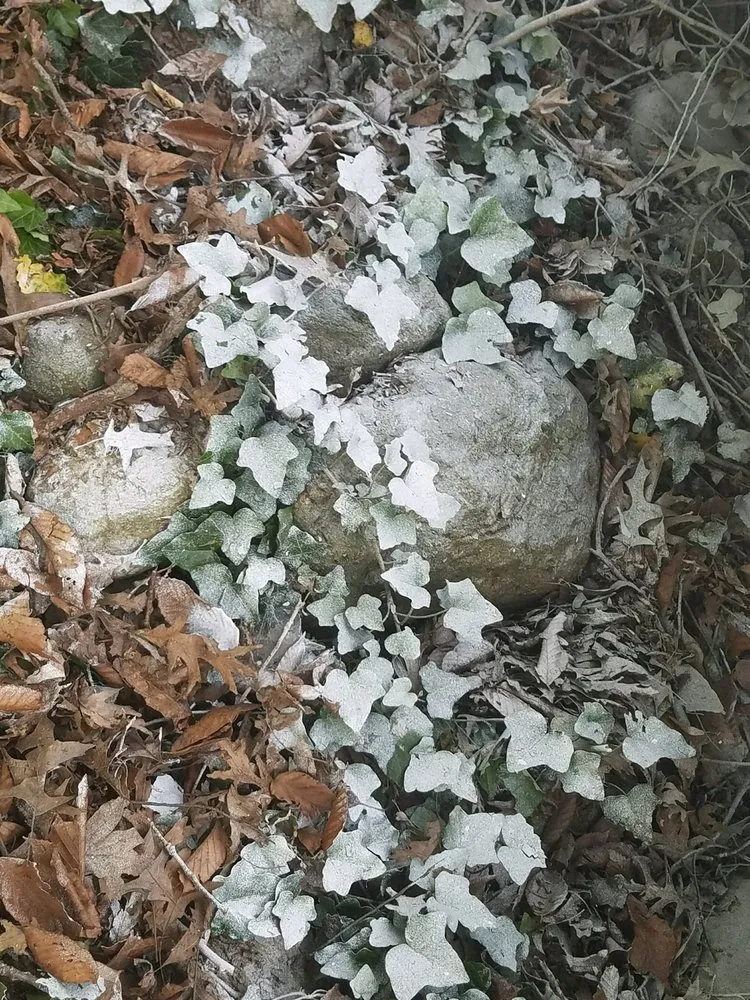 Reliable yard maintenance in Monticello, IN - Keesling Home Maintenance