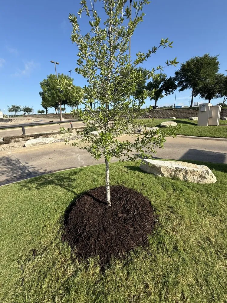 Professional outdoor landscaping near you in Crandall, TX by Keily's Landscaping Services