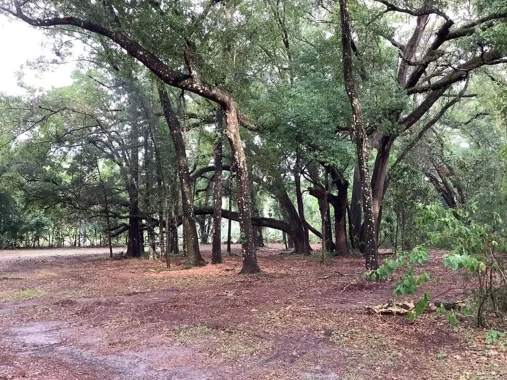 Reliable garden landscaping for residential properties in High Springs, FL by Keim Clearing