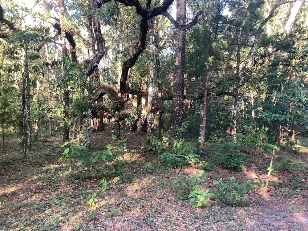 Custom landscaping services with custom design in High Springs, FL by Keim Clearing