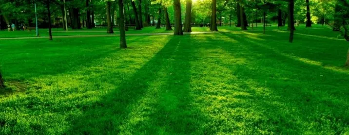 Top-rated yard maintenance in Springtown, TX by Keith Lawn and Tree Service