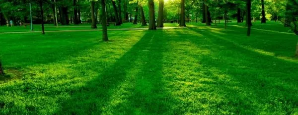 Keith Lawn and Tree Service Logo