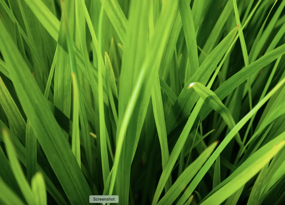 Reliable lawn mowing service experts serving Corpus Christi, TX - Keith Morgan Mowing