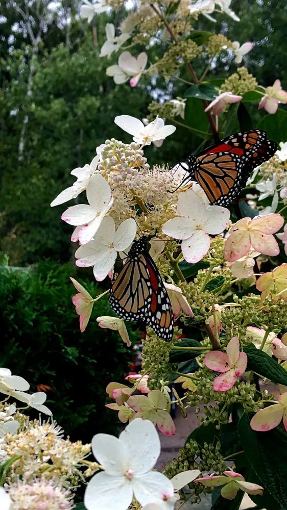 Reliable yard maintenance in Harbor Springs, MI - Keller Caretaking