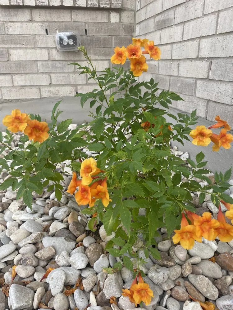 Trusted landscaping services in Florence, TX by Keller Commercial & Home Services