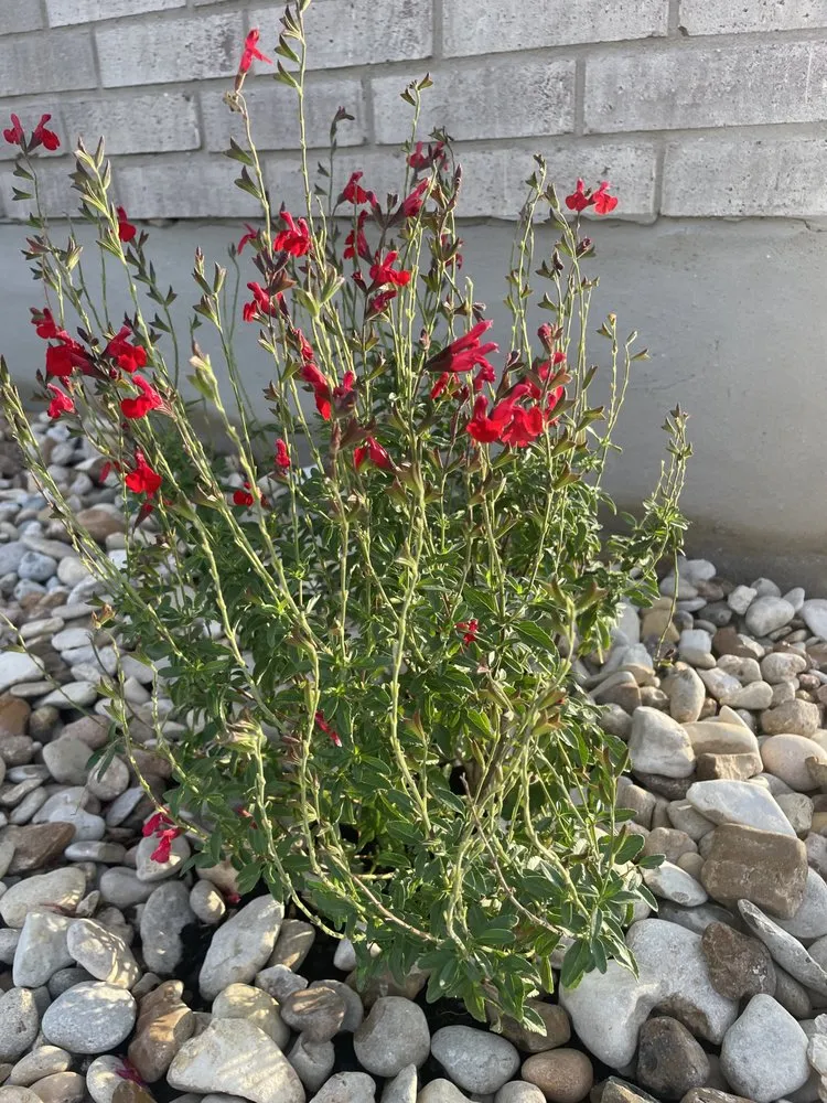 Custom residential landscaping experts serving Florence, TX - Keller Commercial & Home Services