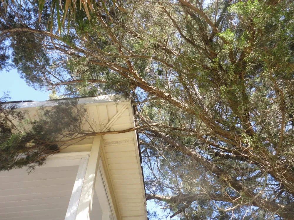 Professional yard cleanup service in North Myrtle Beach, SC by Keller Construction and Landscaping