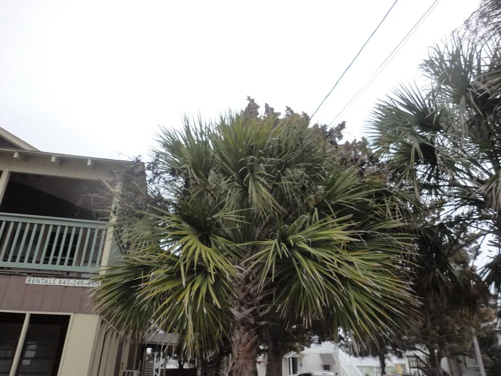 Custom lawn mowing service for beautiful yards in North Myrtle Beach, SC by Keller Construction and Landscaping