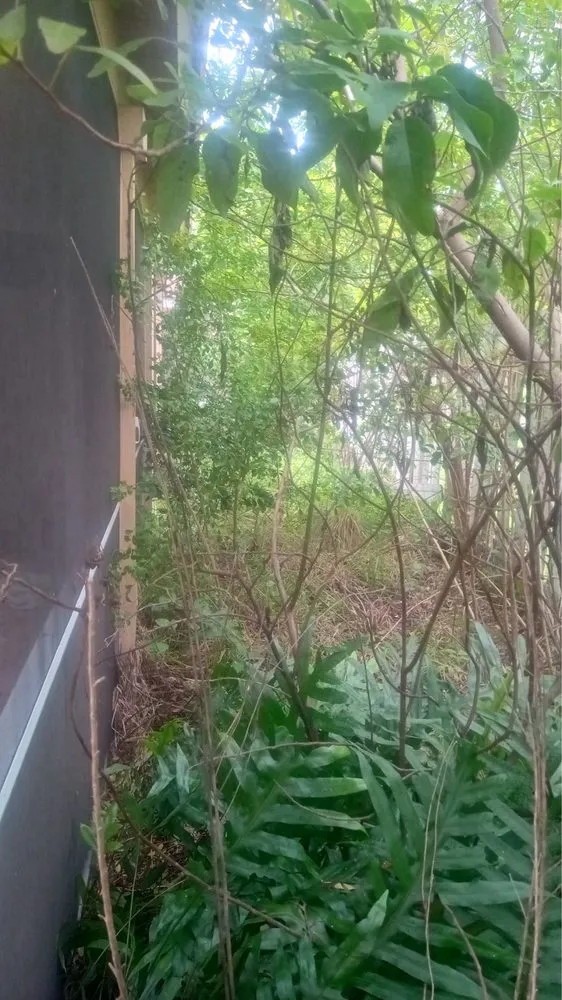 Expert yard cleanup service in Boulevard Heights, FL by Kelley’s Work