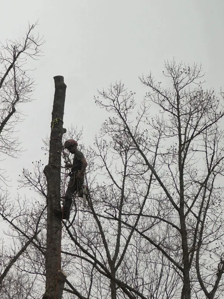 Local yard cleanup service in Buffalo, MN - Kelli's Outdoor Care