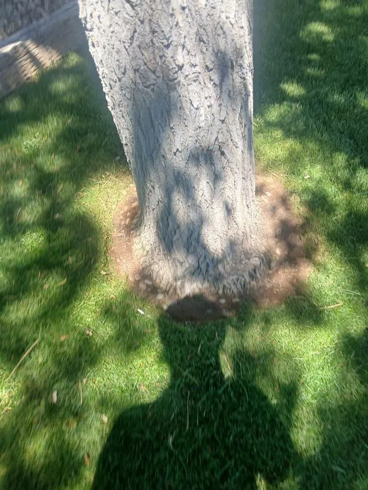 Trusted yard cleanup service in Meridian, ID - Kelly Family Landscape