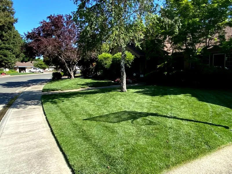 Top-rated yard cleanup service in Chico, CA - Kelly Green Lawn