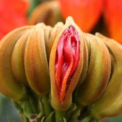 Kelly Green Lawn Logo