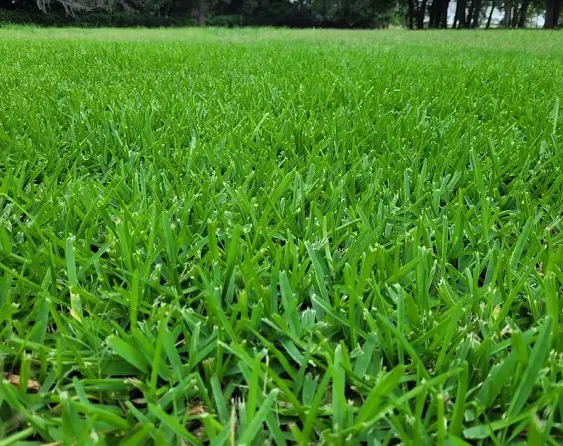 Expert landscaping services for homes across Burleson, TX - Kelly Green Lawncare