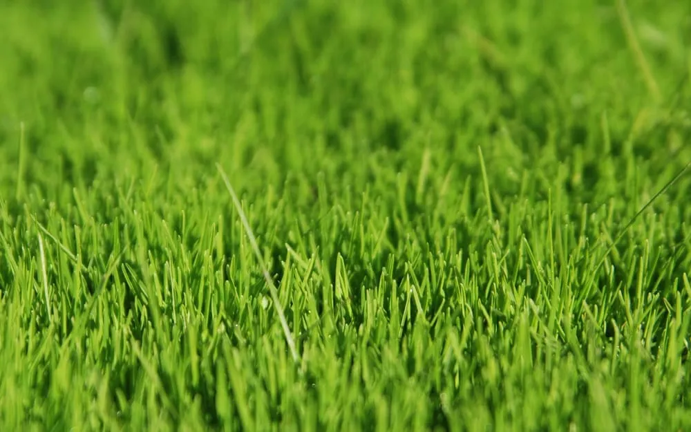 Local landscaping services in Burleson, TX - Kelly Green Lawncare