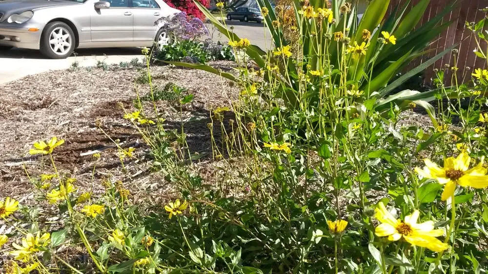 Custom lawn mowing service in Encinitas, CA by Kelly Green Native Landscape