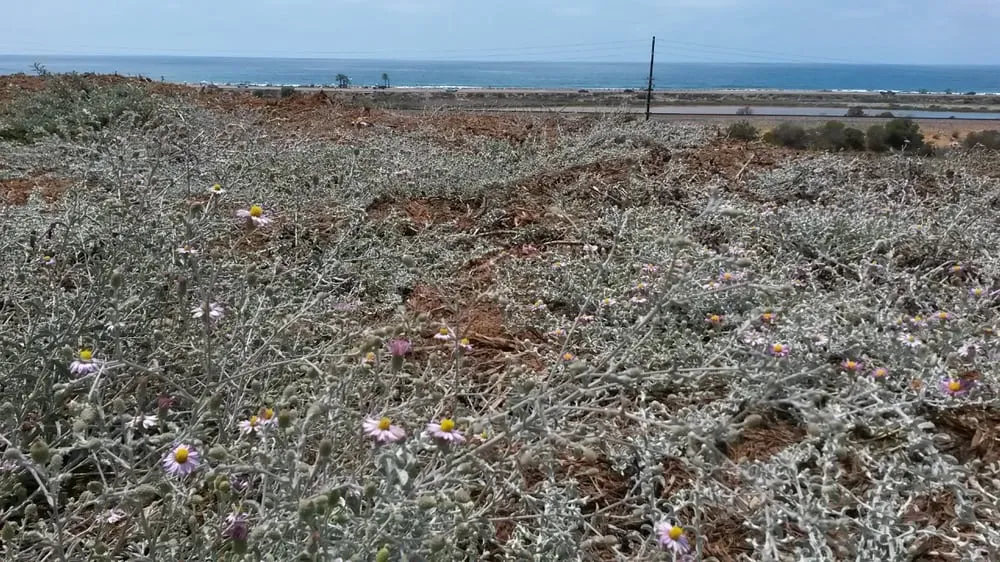 Reliable yard maintenance in Encinitas, CA by Kelly Green Native Landscape