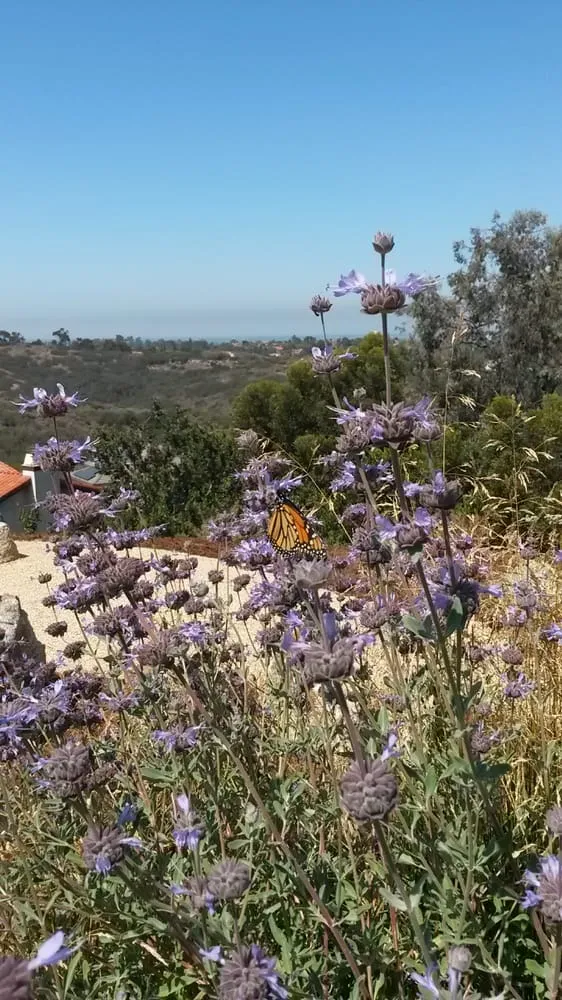 Top-rated landscaping services in Encinitas, CA - Kelly Green Native Landscape