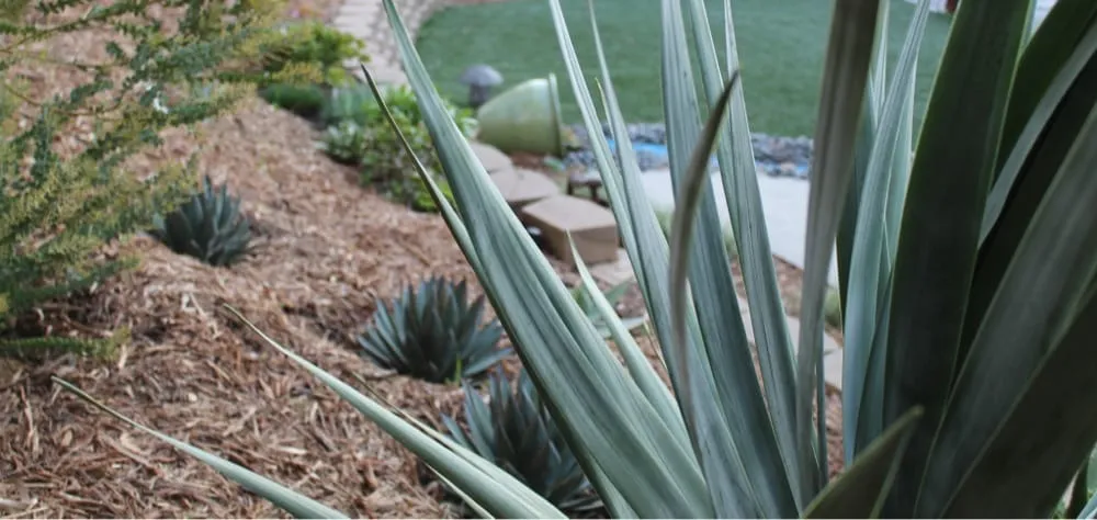 Trusted residential landscaping near you in Encinitas, CA by Kelly Green Native Landscape