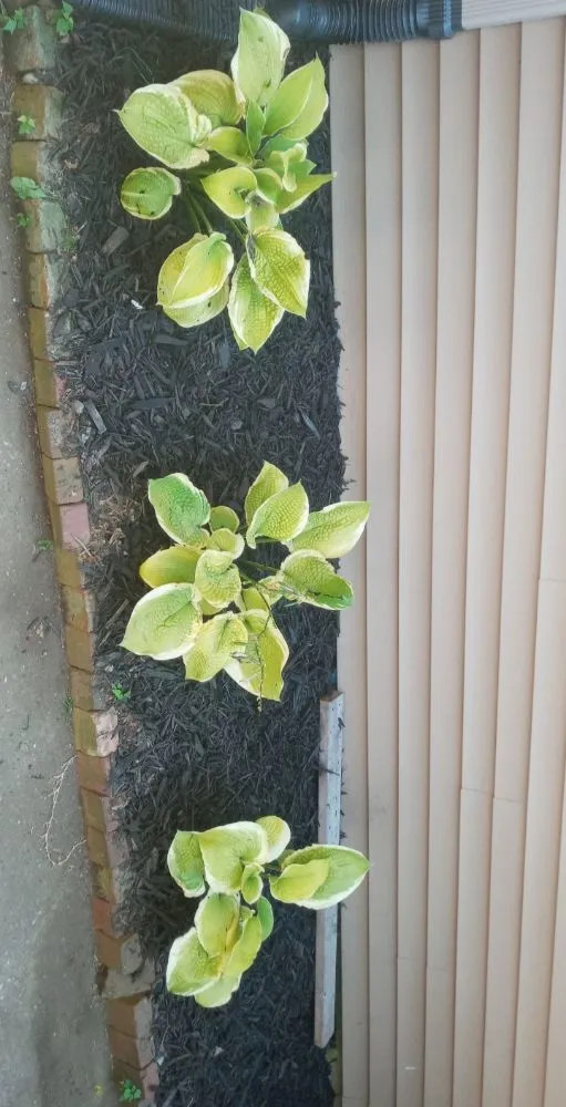 Top-rated landscape installation in Owensboro, KY - Kelly's Lawn Care Service