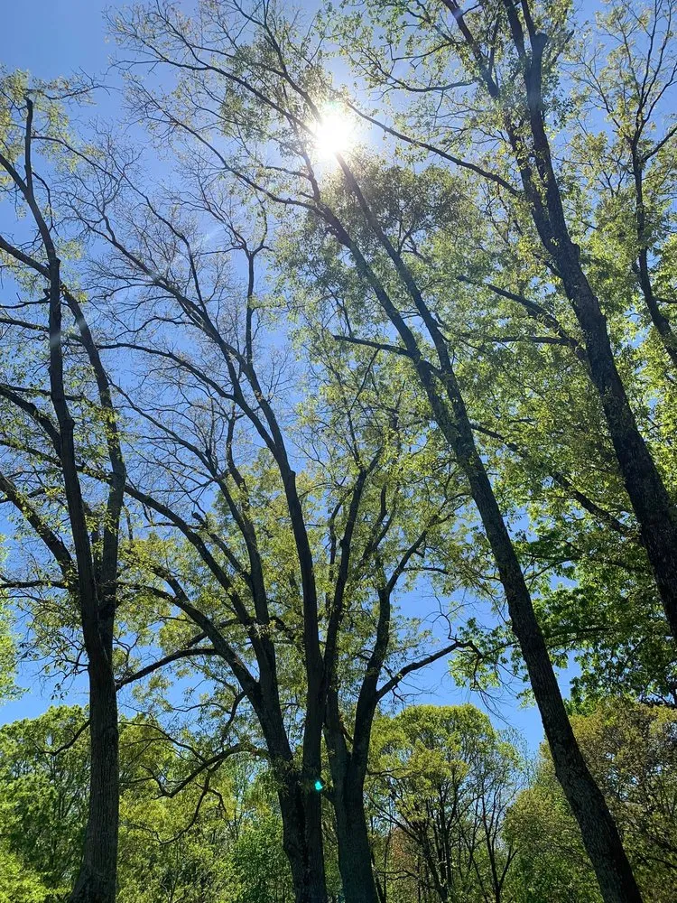 Trusted lawn care service for residential properties across Polkton, NC - Kelly's Tree & Landscaping Services