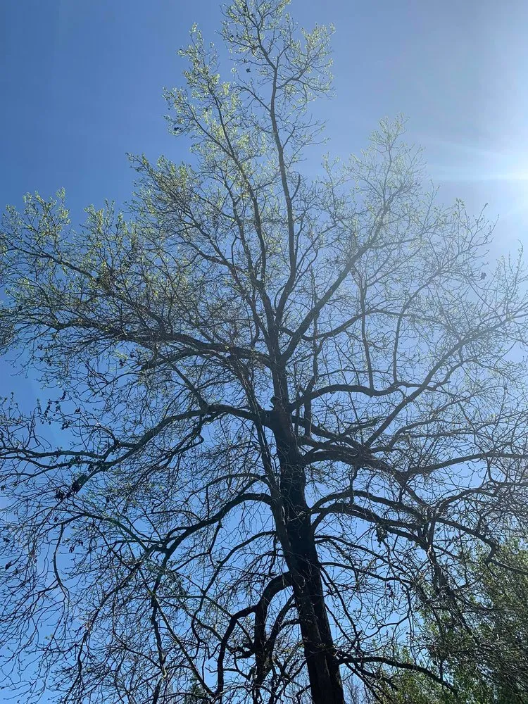 Top-rated residential landscaping in Polkton, NC by Kelly's Tree & Landscaping Services