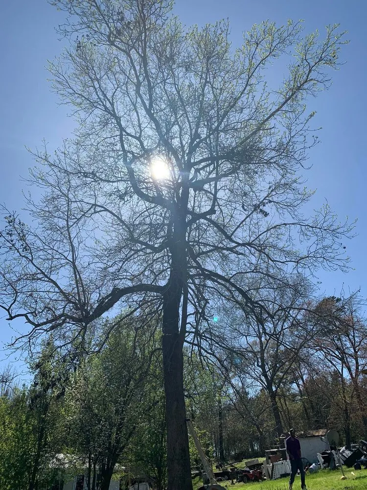 Custom residential landscaping experts serving Polkton, NC - Kelly's Tree & Landscaping Services