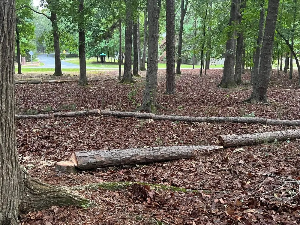 Reliable yard cleanup service experts serving Polkton, NC - Kelly's Tree & Landscaping Services