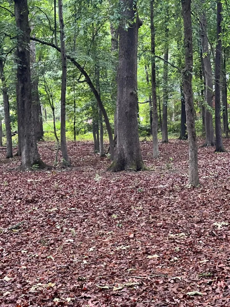 Local yard maintenance in Polkton, NC by Kelly's Tree & Landscaping Services