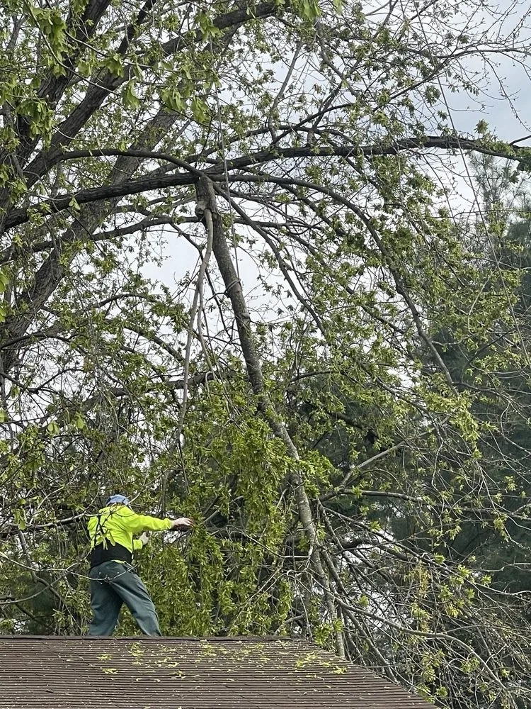 Local yard cleanup service for residential properties in Dunkirk, MD by Kelly's Tree and Lawn Service