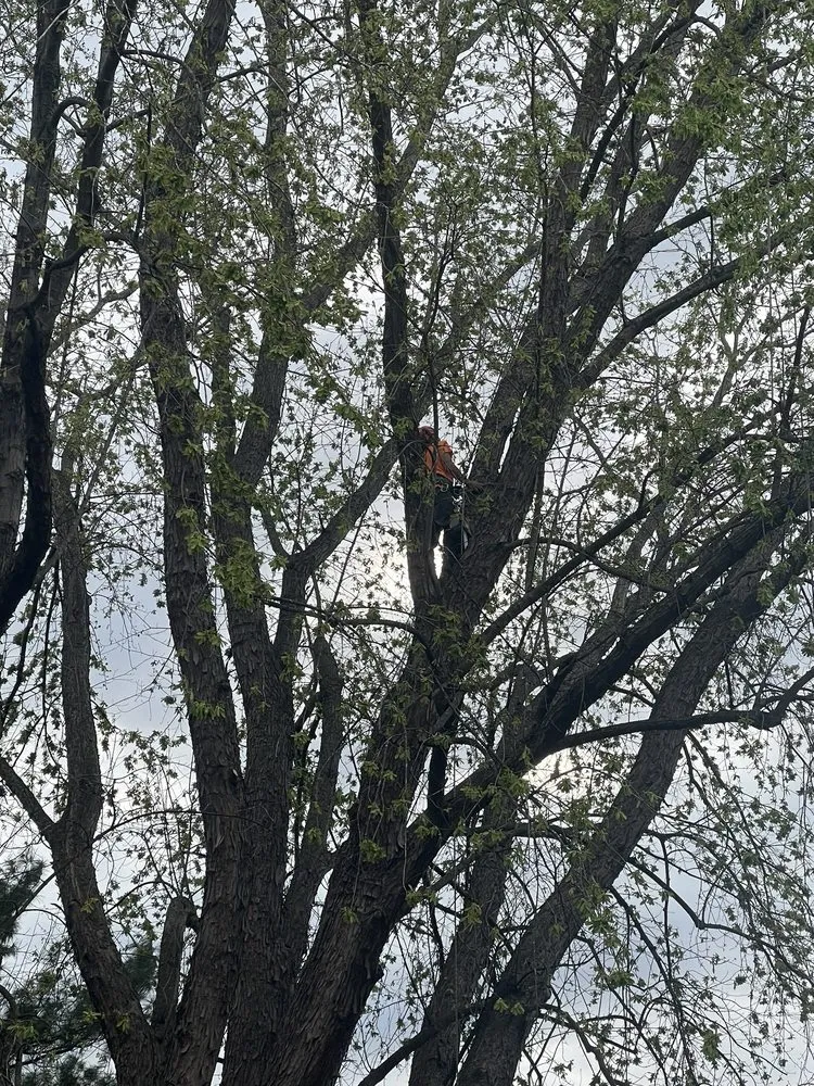 Trusted garden landscaping for year-round maintenance across Dunkirk, MD - Kelly's Tree and Lawn Service