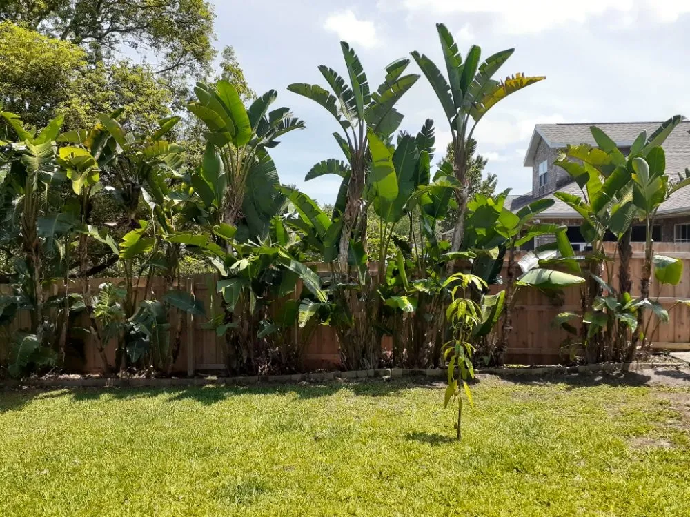 Local residential landscaping experts serving Cocoa, FL - Kelp's Lawn Service