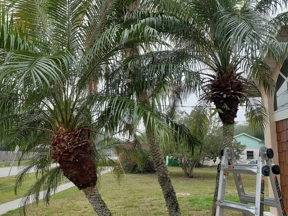 Trusted landscape installation in Cocoa, FL - Kelp's Lawn Service